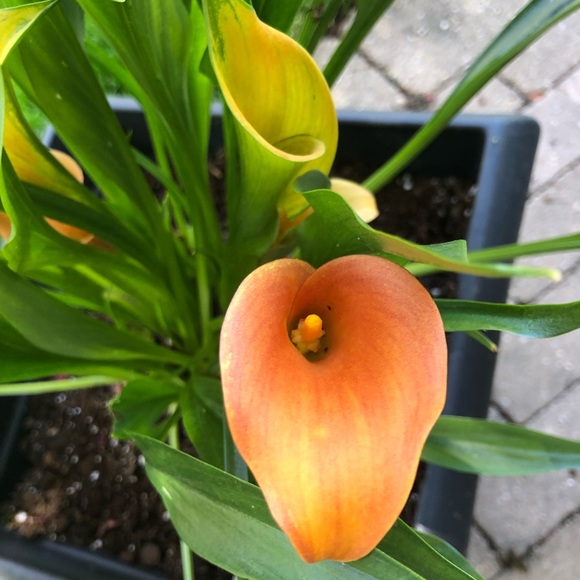 Meet your Posher, Carrie - Picture 1 of 1